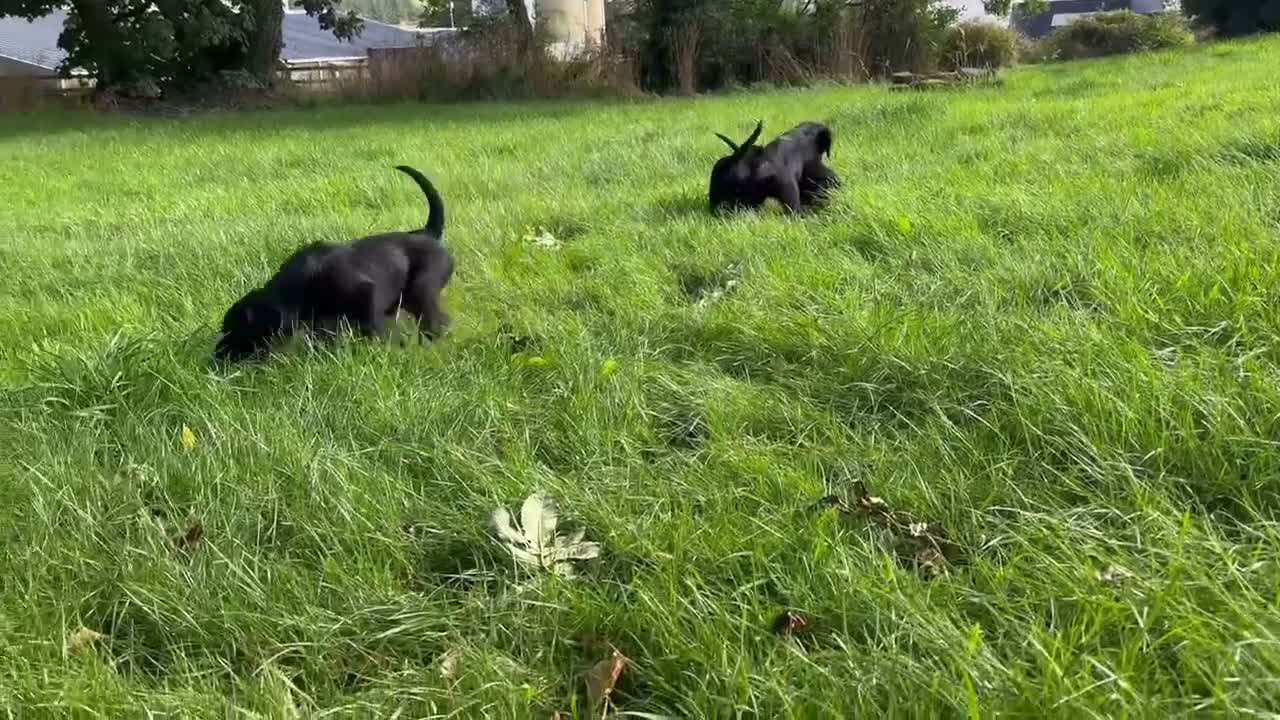 Mixed Breed dogs for sale: Gorgeous Huntaway X GWP Puppies in Turriff - Video 2