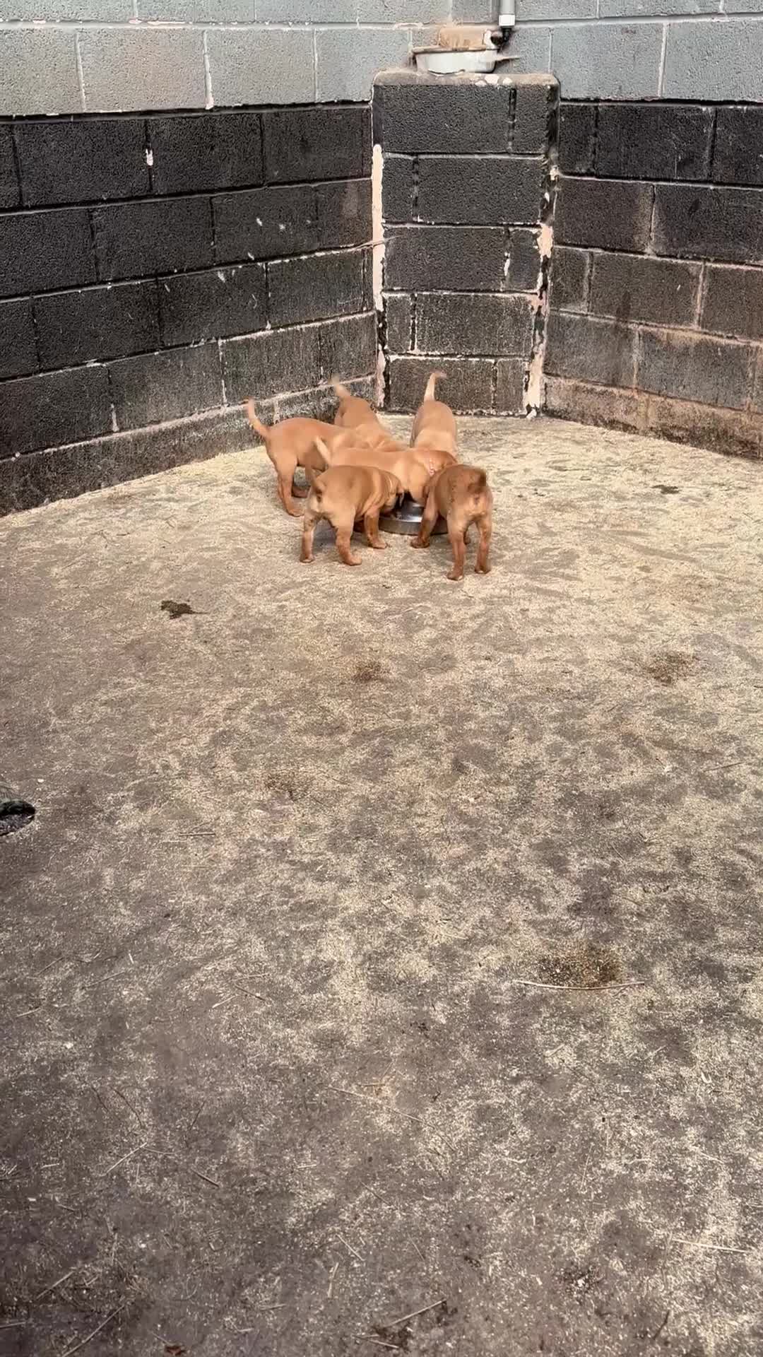 Labrador Retriever dogs for sale: HOME ALONE- AFTER 19th JUNE STUNNING DOG PUPPY  - Video 1