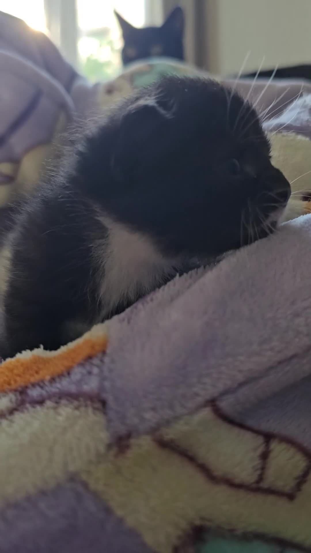 Domestic Shorthair cats for sale: 4 lovely kittens looking for their eternal home - Video 4
