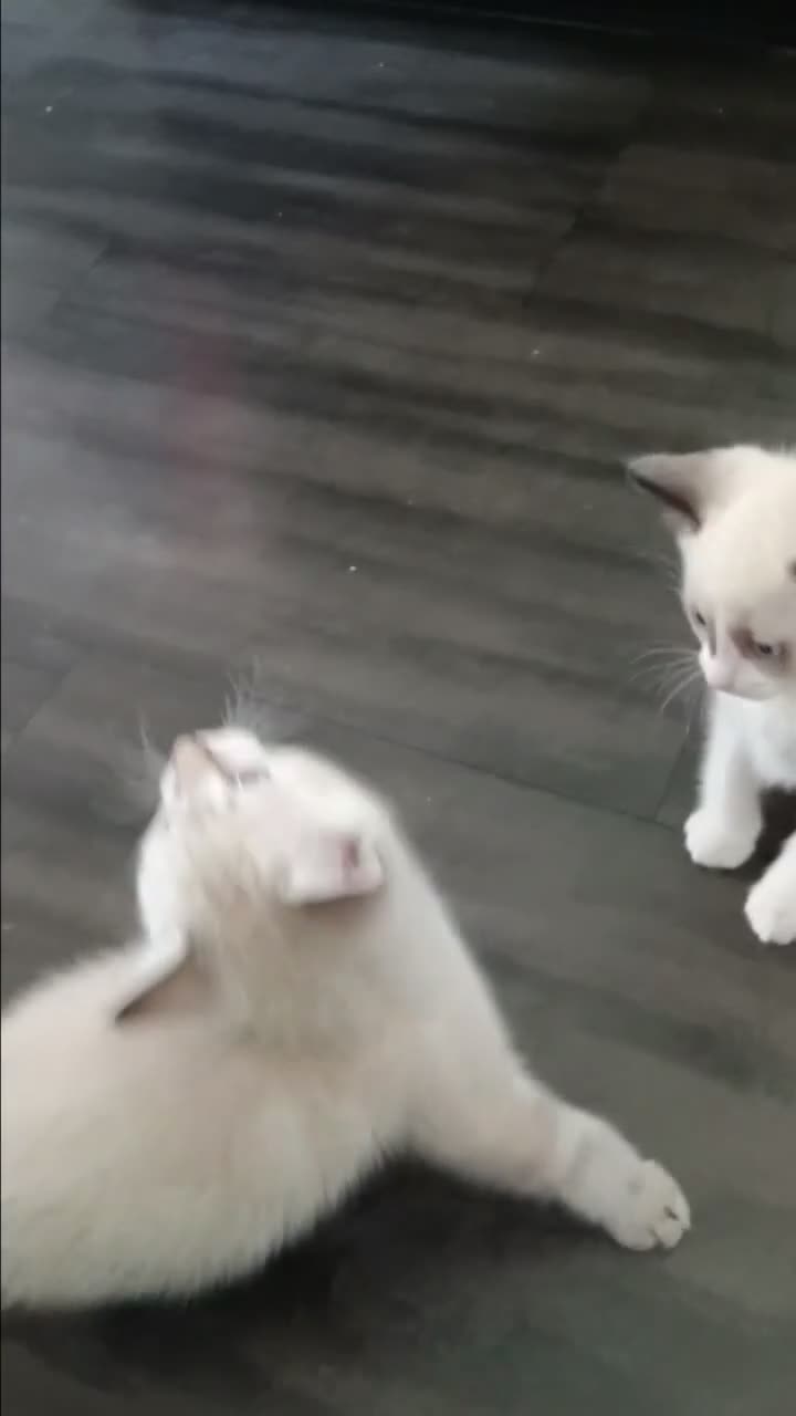 Mixed Breed cats for sale: 4 lovely Ragdoll mixed kittens in Hemel Hempstead - Video 1