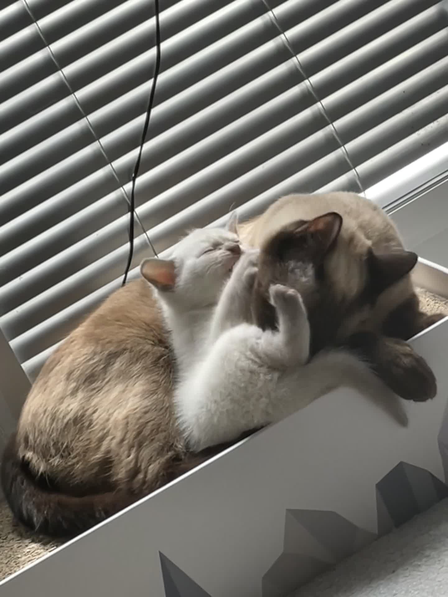 Ragdoll cats for sale: RAGDOLL x BSH KITTENS - Video 2