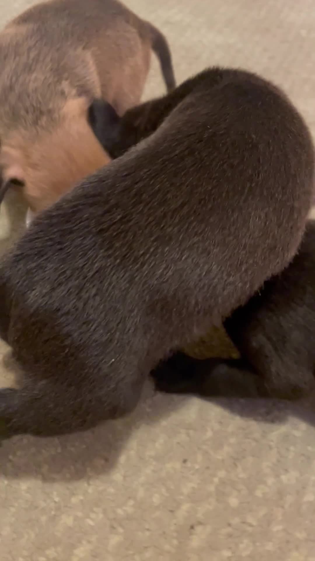 Mixed Breed dogs for sale: Bodeguero Andaluz x French Bulldog Puppies  - Video 2