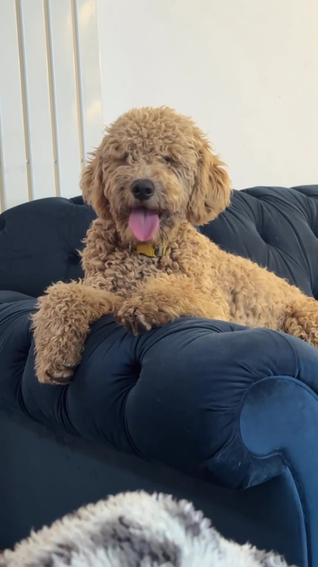 Mini Goldendoodle dogs for sale: 🌟 1-Year-Old Female Mini Goldendoodle 🌟  - Video 1