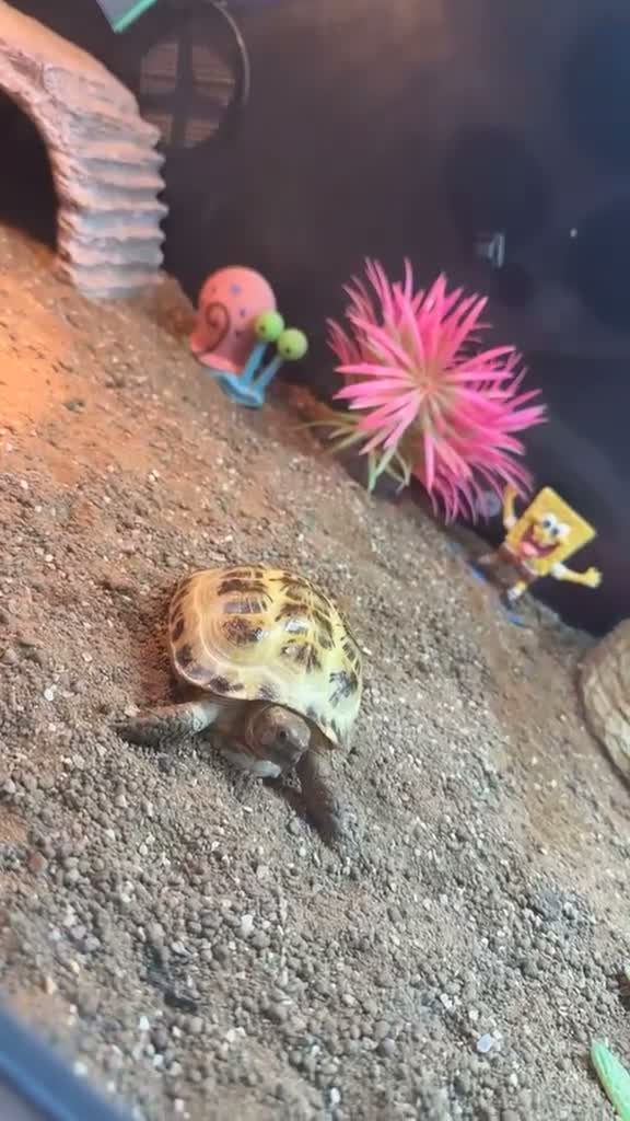 Tortoise reptiles for sale: Horsefield tortoise  - Video 1