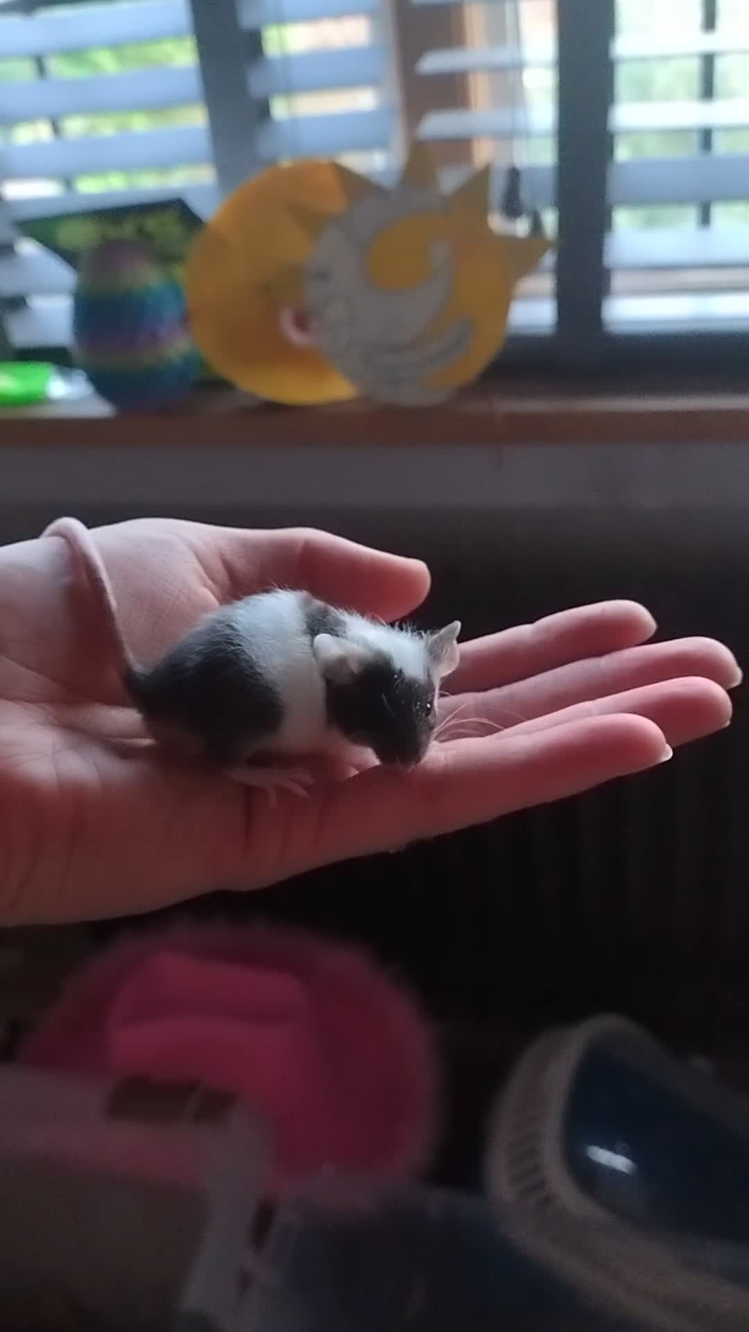 Mouse rodents for sale: 3 male fancy mice for sale in Henfield - Video 1