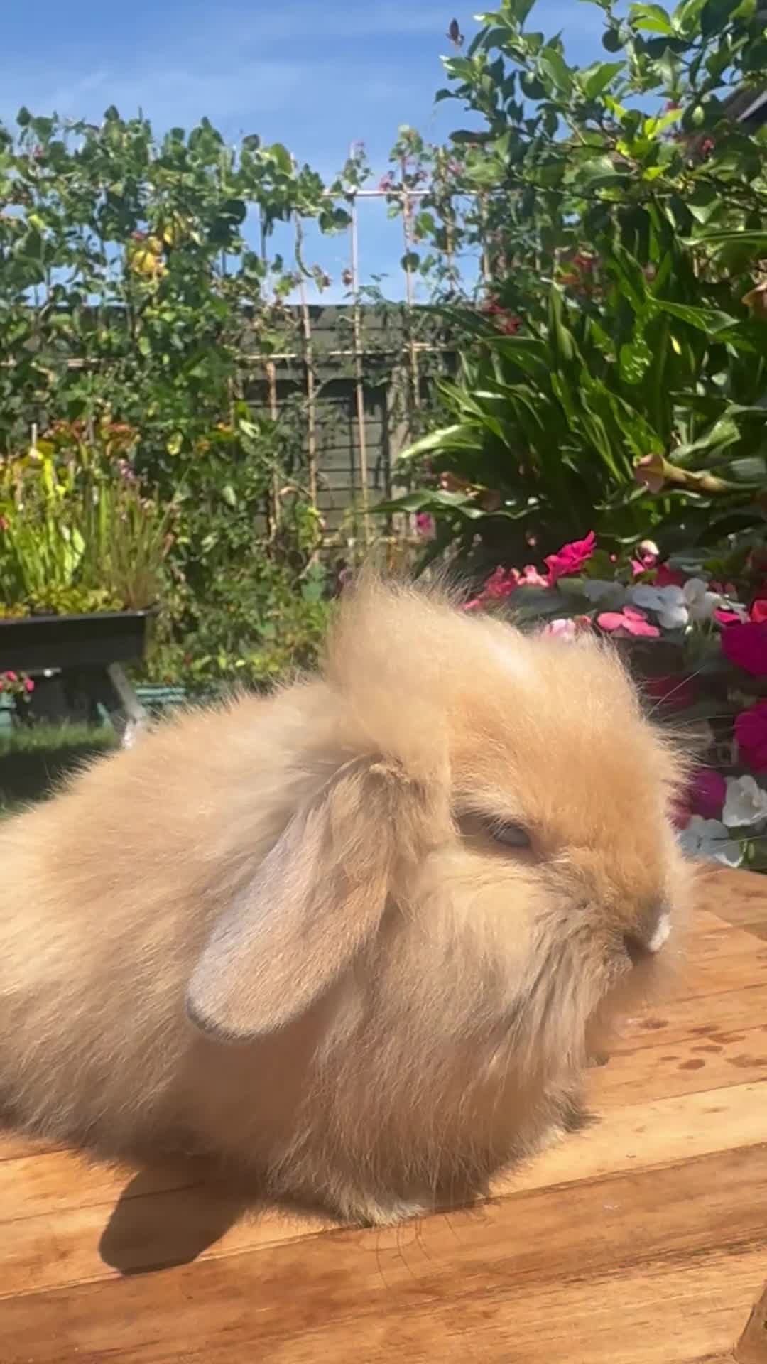 Mixed Breed rabbits for sale: Beautiful boys and girls looking for forever homes - Video 3
