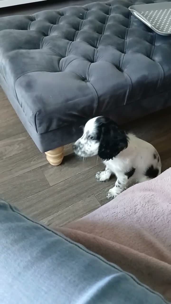 Cockapoo dogs for adoption: F2 cockapoo  in Sheffield - Video 1