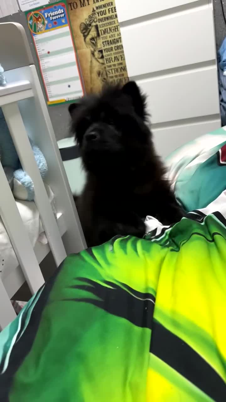 Chow Chow dogs for sale: Female chow chow  - Video 1