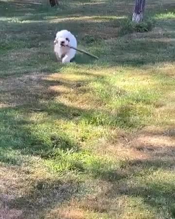 Clumber Spaniel dogs for sale: Quality Clumber Spaniel Puppies  in Malvern - Video 1
