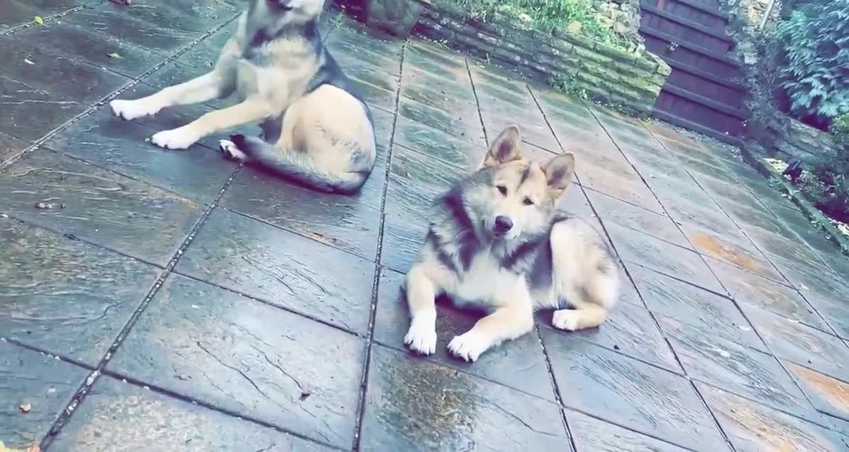 Mixed Breed dogs for sale: 2 Malamute cross akita age 4 nearly 5 - Video 1