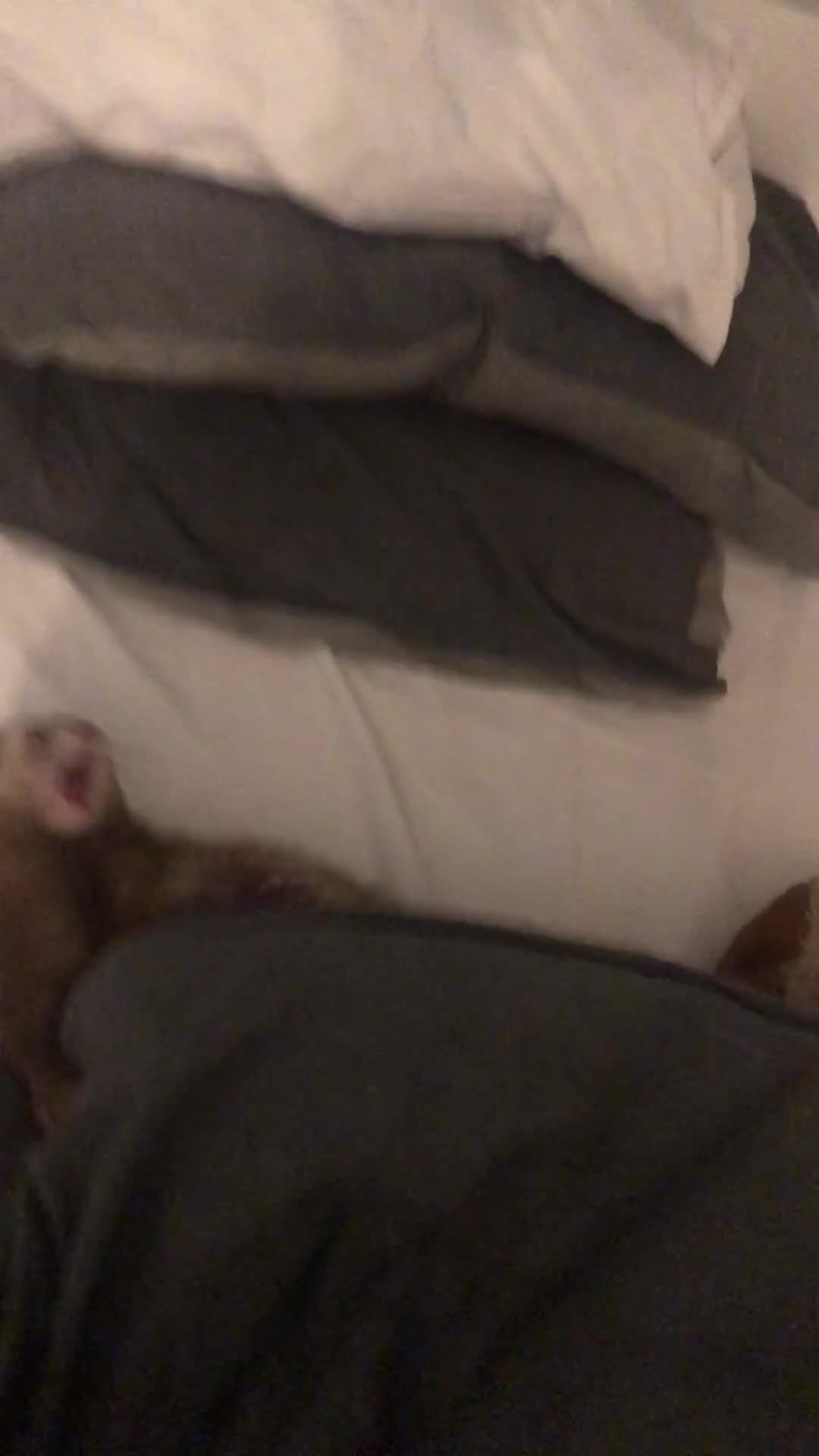 Ferret rodents for sale: Selling my two babies💔 - Video 3