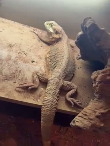 Bearded Dragon reptiles for sale: Bearded dragon in Bishop's Stortford - Video 1