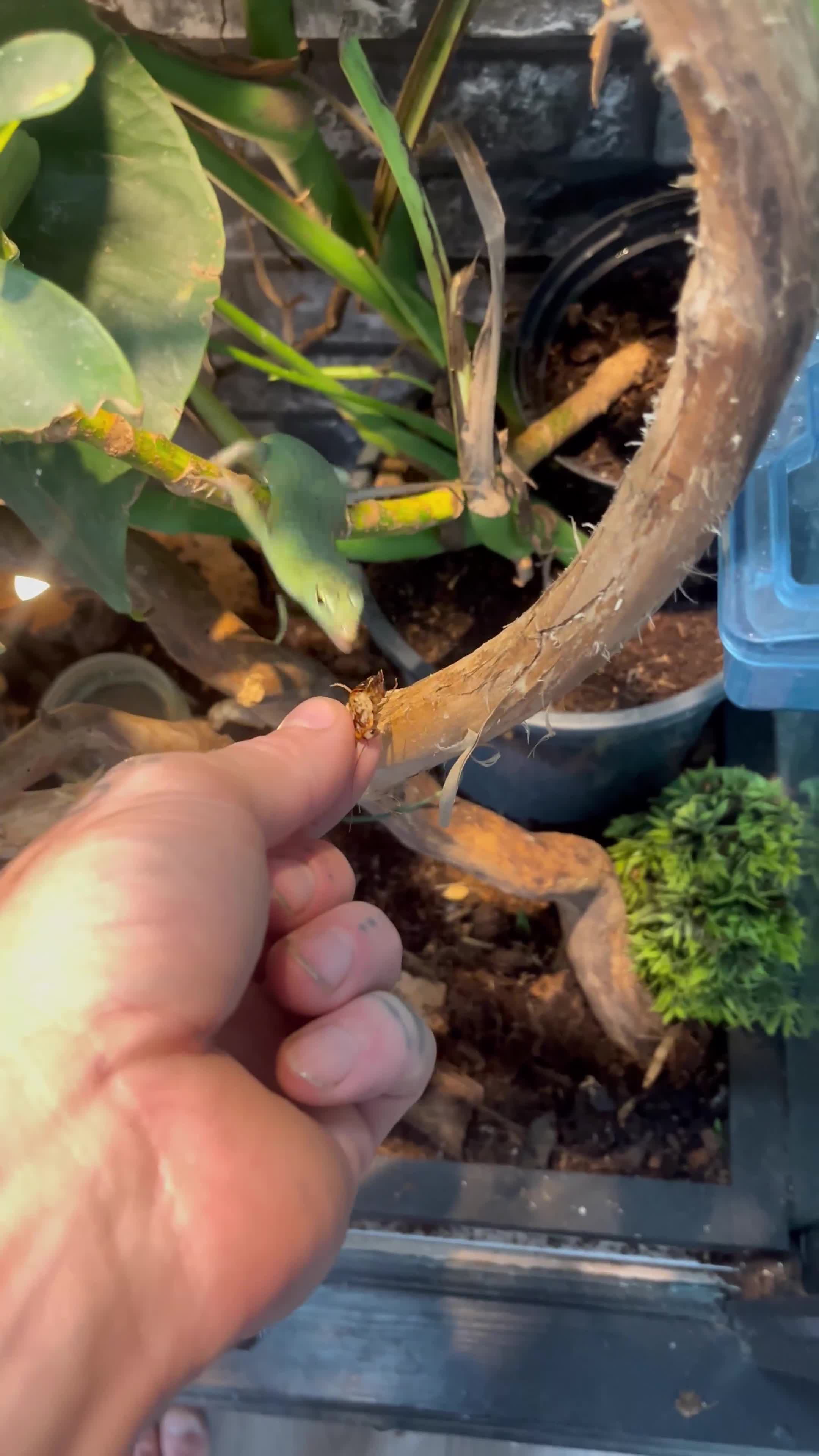 Skink reptiles for sale: Emerald tree skinks - Video 1