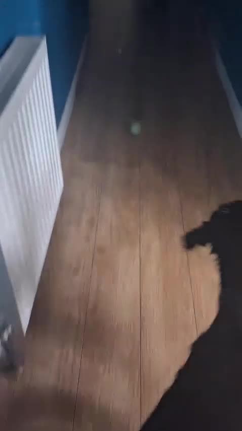 Mixed Breed dogs for adoption: 🐾❤️ HELGA FOR ADOPTION IN CORNWALL OR DEVON ❤️🐾 - Video 5