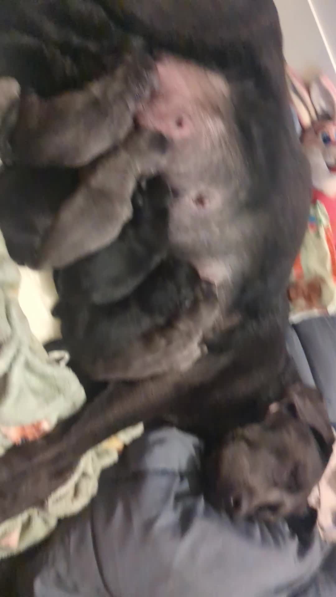 Labrador Retriever dogs for sale: Gorgeous black and silver Labrador puppies - Video 3