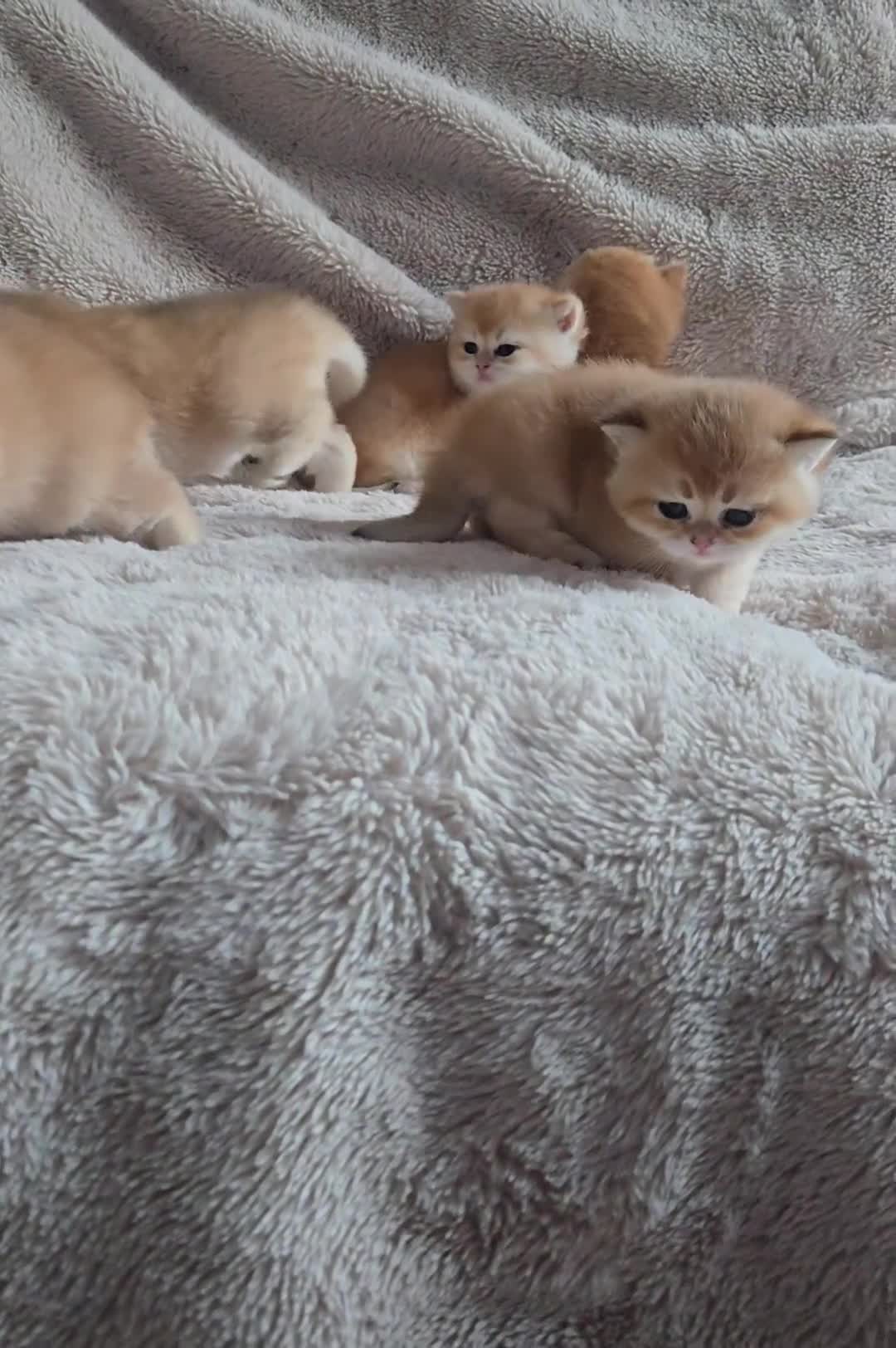British Shorthair cats for sale: Gorgeous golden fluffs ready now in Peterborough - Video 1