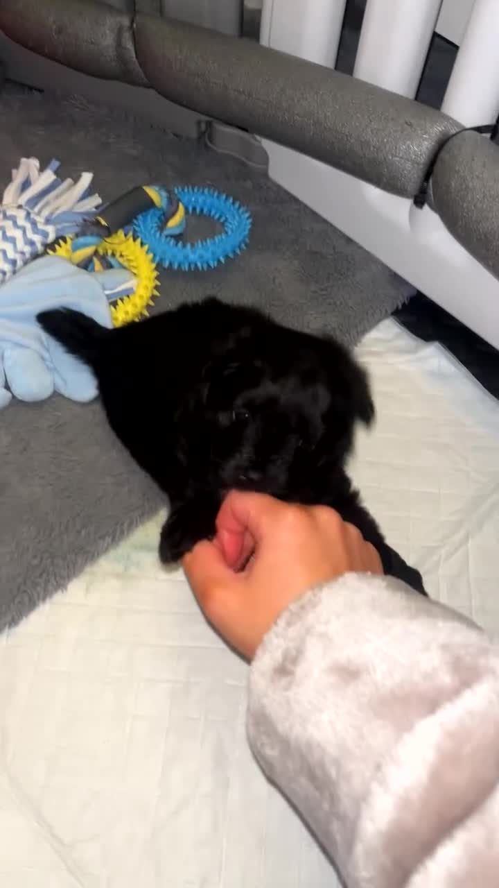 Pomapoo dogs for sale: 2 adorable boy pomapoo’s  - Video 4