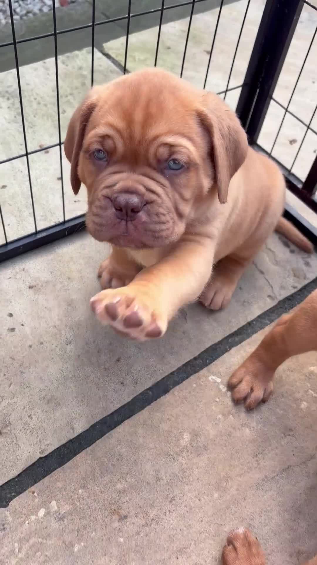 Dogue De Bordeaux dogs for sale: Stunning KC Dogue de Bordeaux Puppies - Video 4