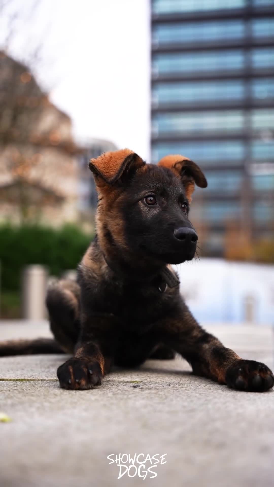 German Shepherd dogs for sale: Trained Young Prospect with further potential - Video 2