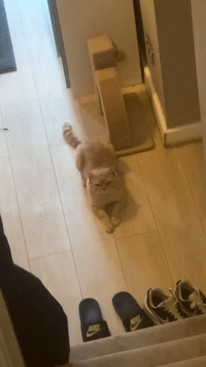 British Shorthair cats for sale: Beautiful Ginger British Short Hair - Video 1