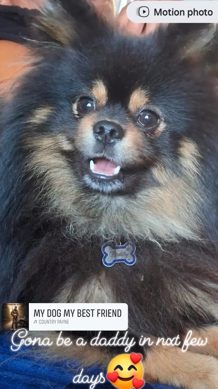 Pomeranian dogs for sale: 2 beautiful pom boys waiting for 4ever homes🥰 - Video 1