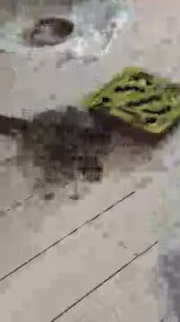 Scottish Fold cats for sale: Only 2 left!! Beautiful Scottish Fold Kittens  - Video 1