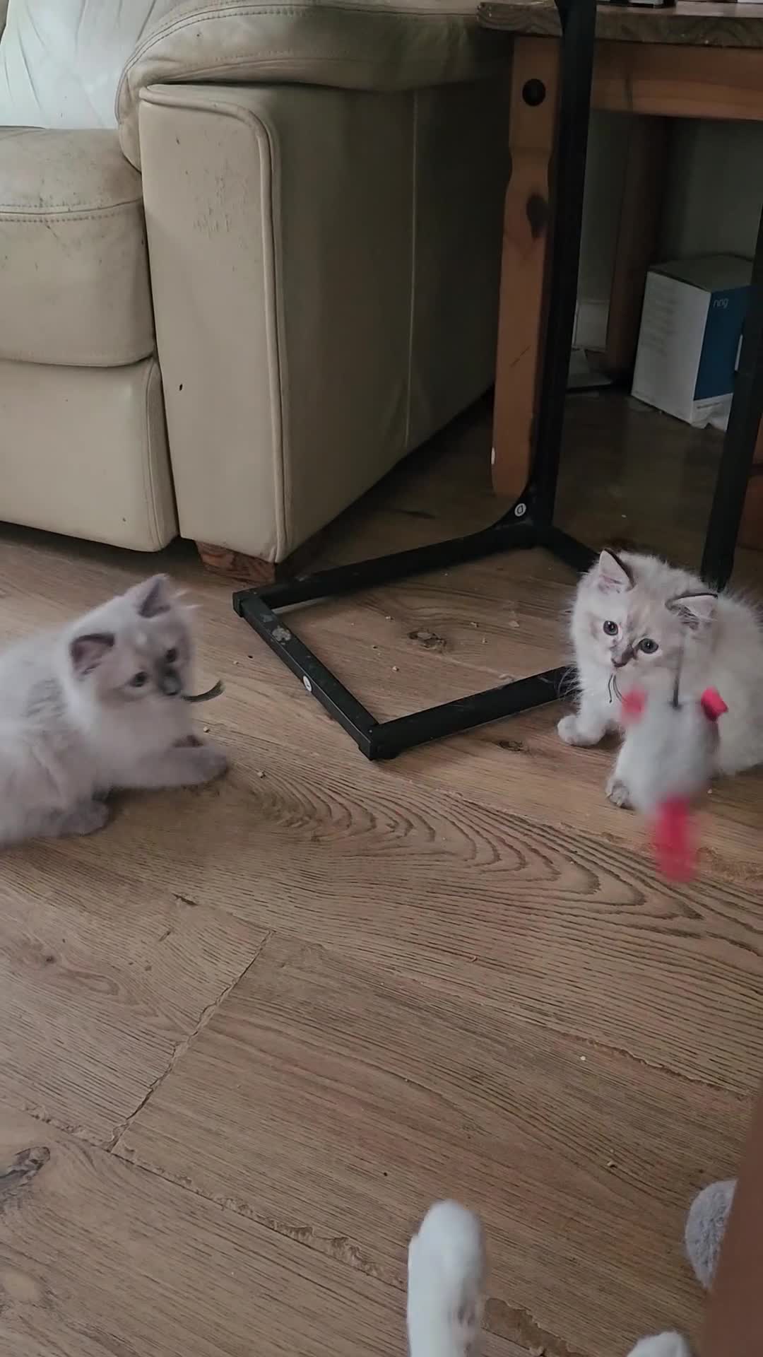 Ragdoll cats for sale: Ragdolls - Video 1
