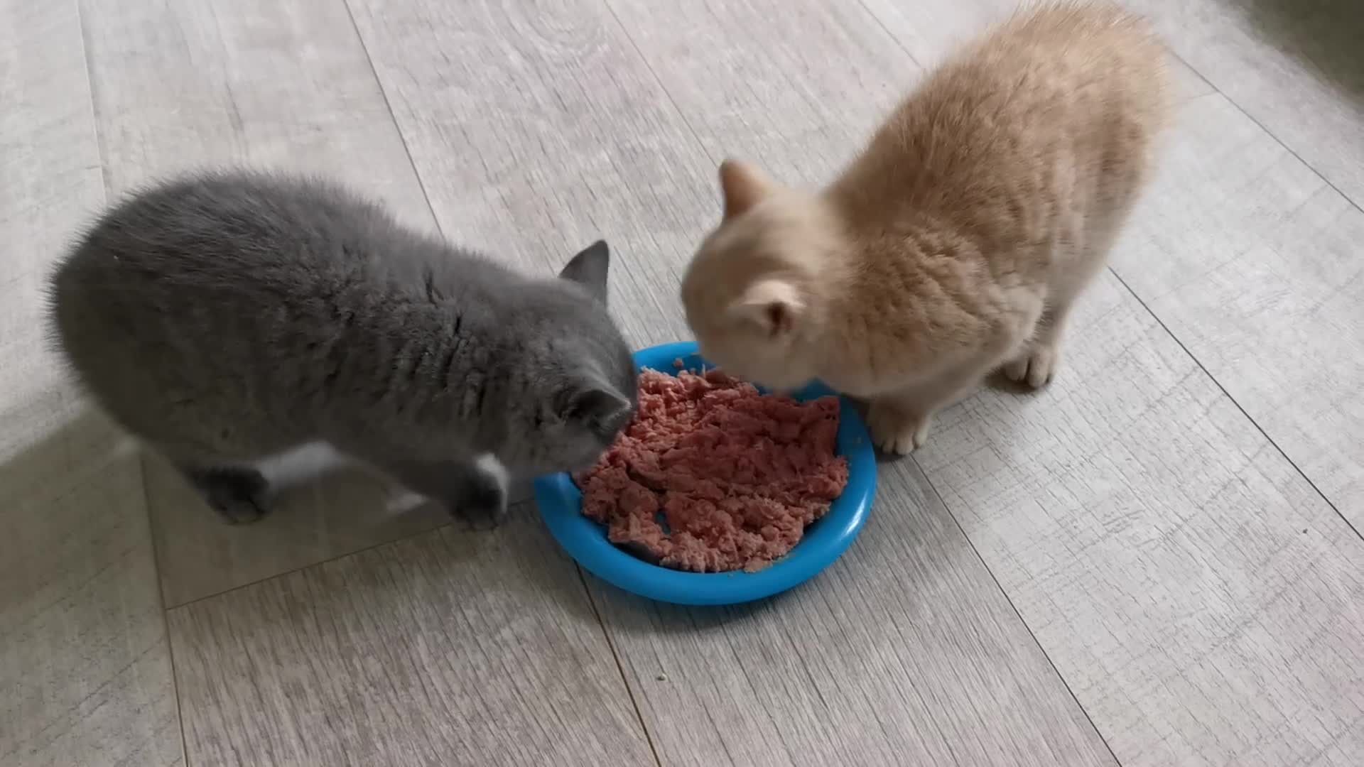 British Shorthair cats for sale: Stunning GCCF reg kittens ready to leave now! - Video 1