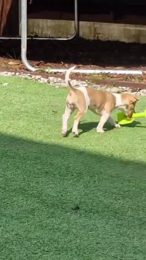 Jack Russell dogs for sale: Cute Jack Russel  - Video 1