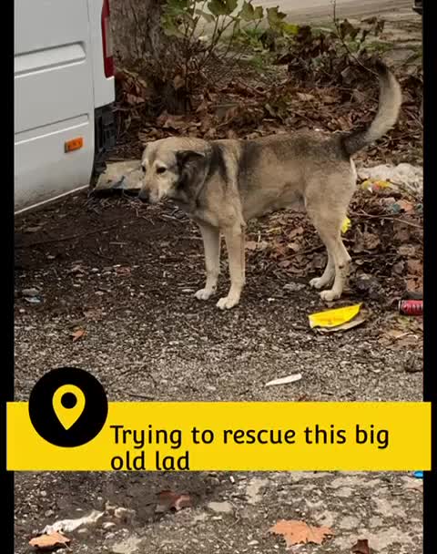 Mixed Breed dogs for adoption: The Duke, 8 yrs approx. Available for adoption. - Video 1