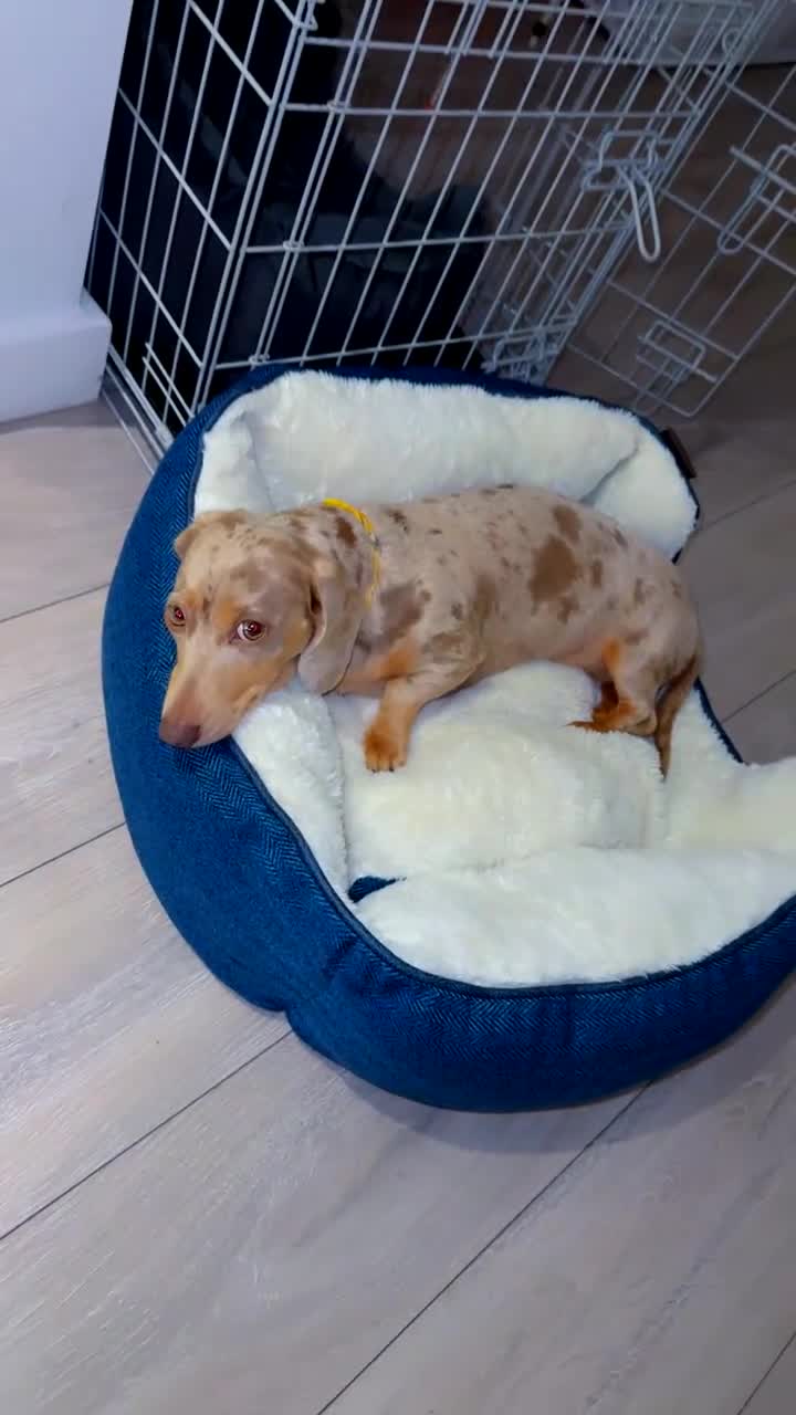 Miniature Dachshund dogs for sale: Miniature Dachshund  - Video 3