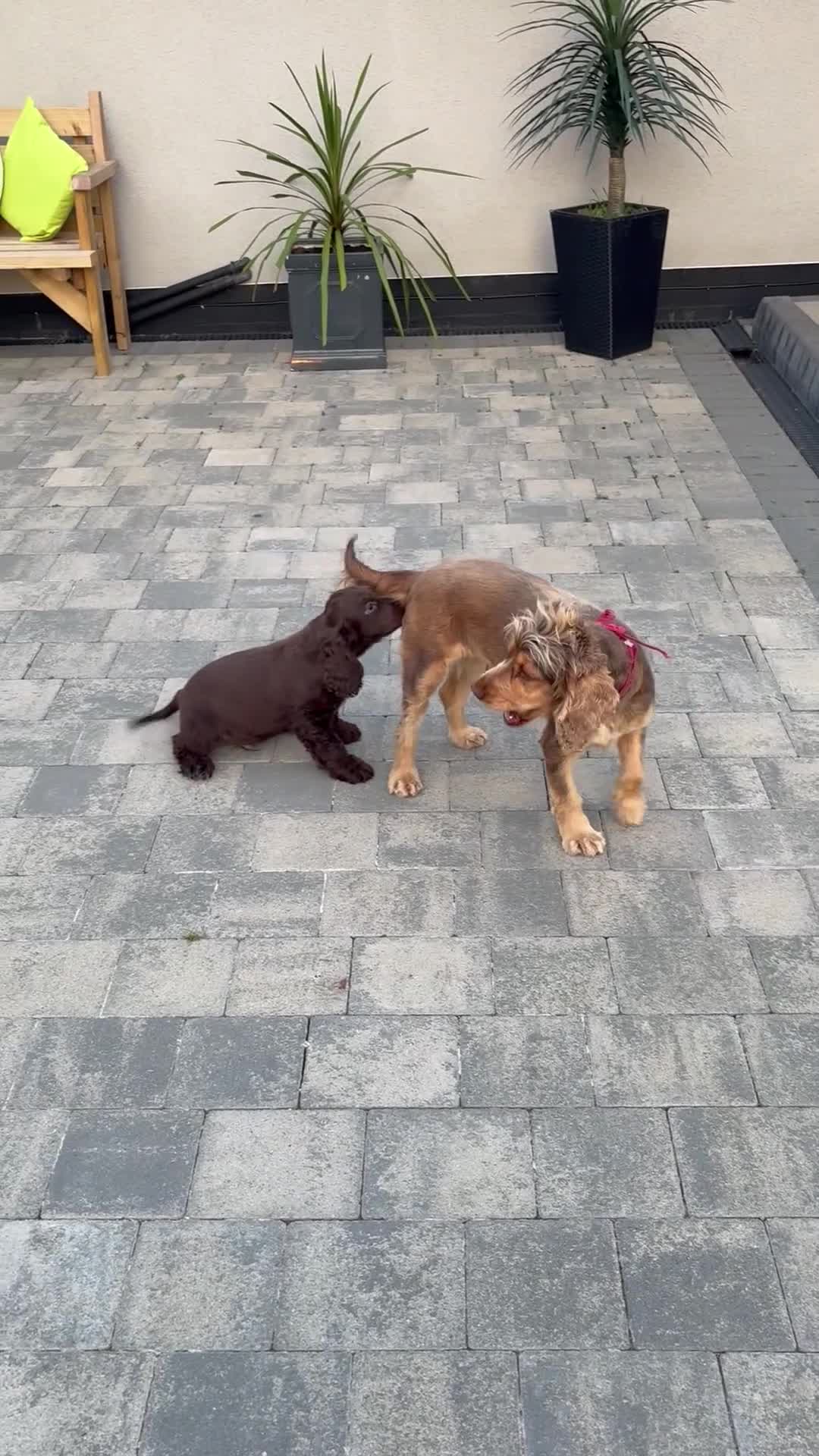 Cocker Spaniel dogs for sale: ** kc registered cocker Spaniel puppies** - Video 2