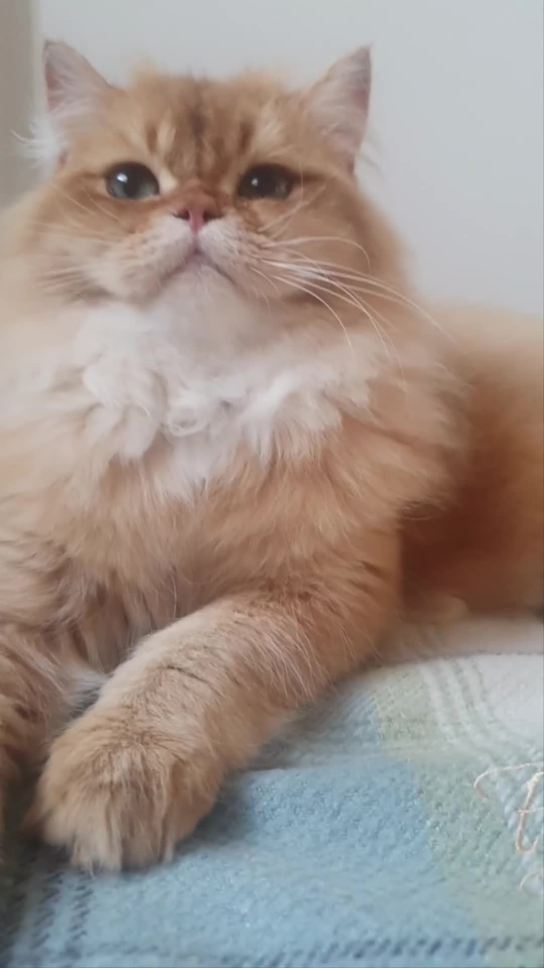 British Longhair cats for sale: Last Cinnamon Golden Shaded Kitten  - Video 1