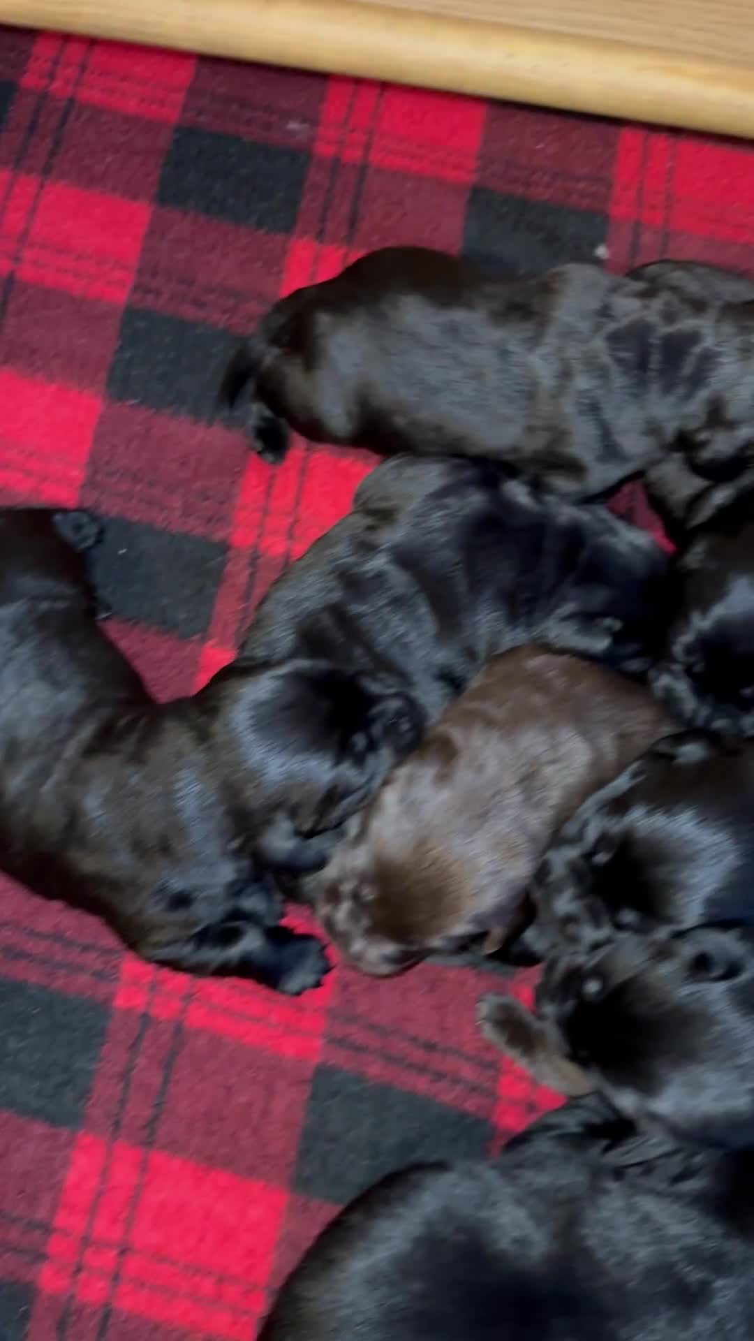 Labrador Retriever dogs for sale: Stunning K.C. Labradors Black & Chocolate  - Video 2