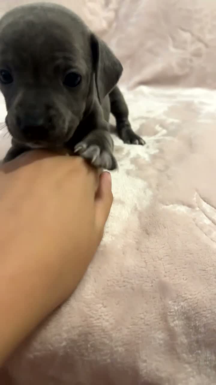 Mixed Breed dogs for sale: Staffy x pups for sale  in Stockport - Video 3