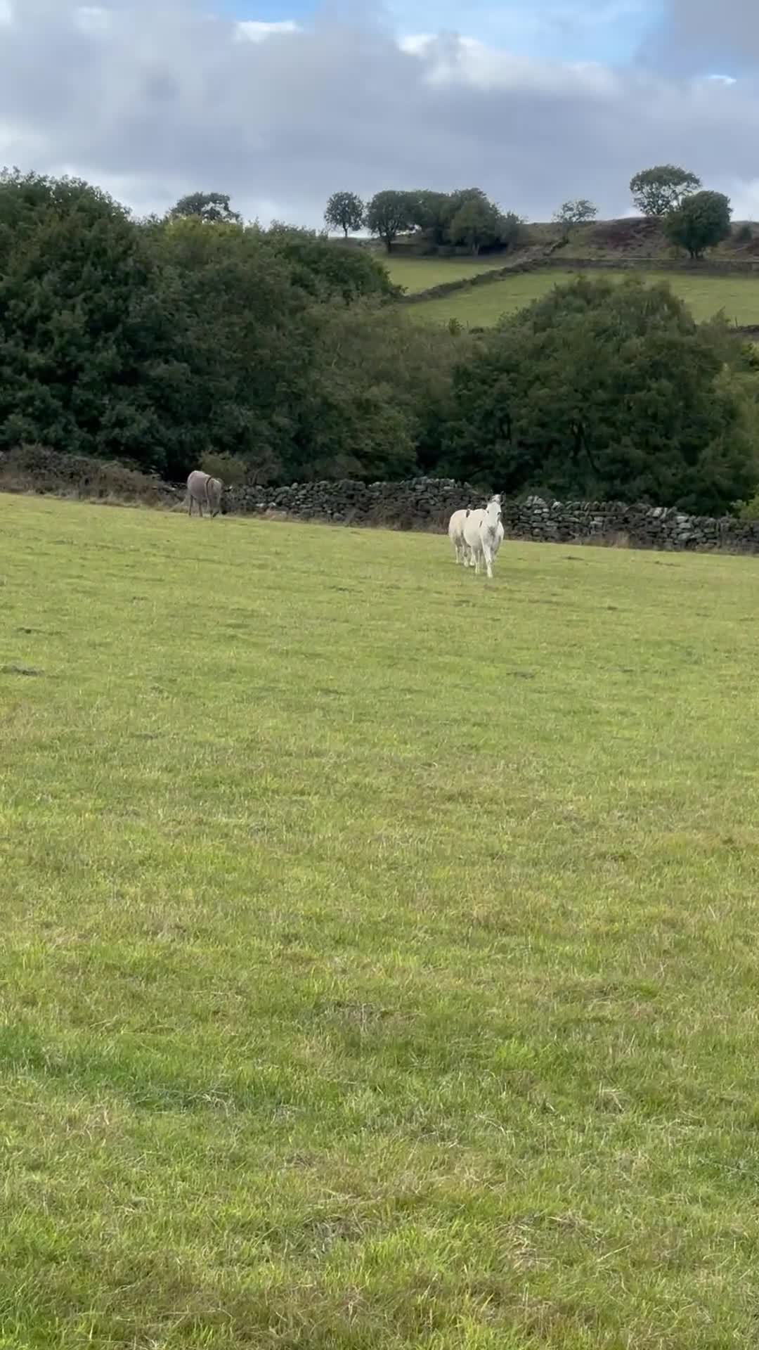 Other Breed horses for sale: Lovely bonded pair of jennies - Video 1