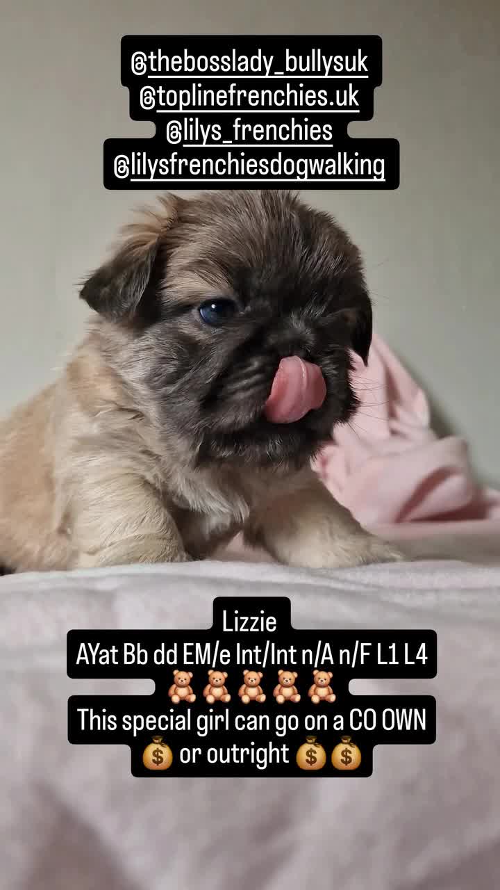 French Bulldog dogs for sale: FRENCH BULLDOGS  - Video 2