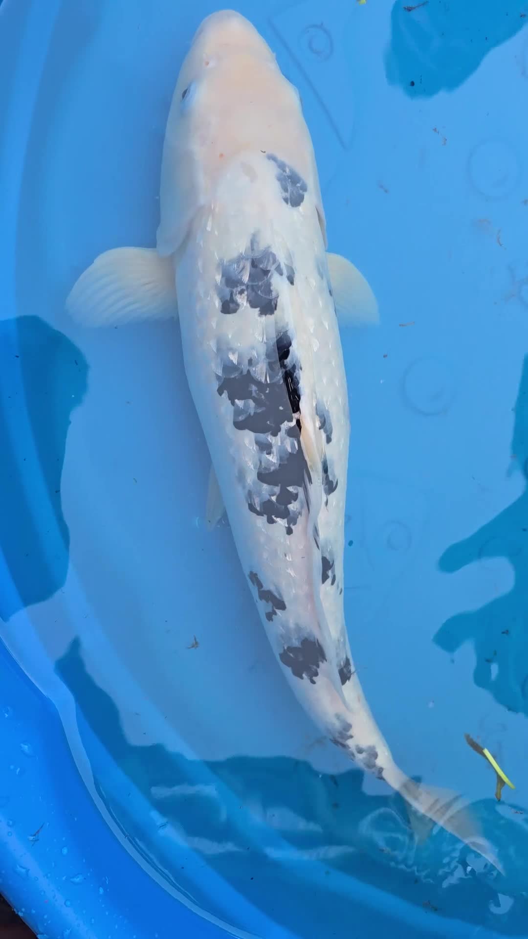 Koi Carp fish for sale: Japanese koi  - Video 2