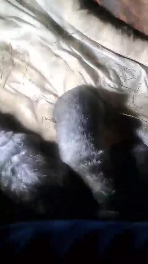 Caucasian Shepherd Dog dogs for sale: Rare Russian Ovcharka full breed Puppy  - Video 2