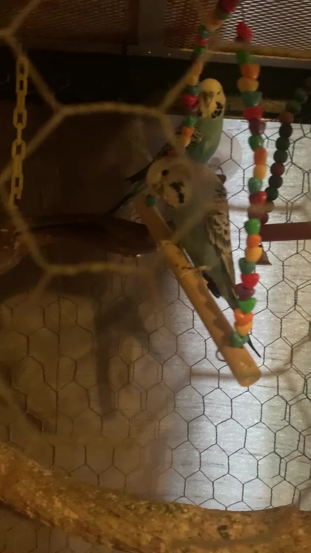 Budgerigars birds for sale: Male And Female Budgies  - Video 1