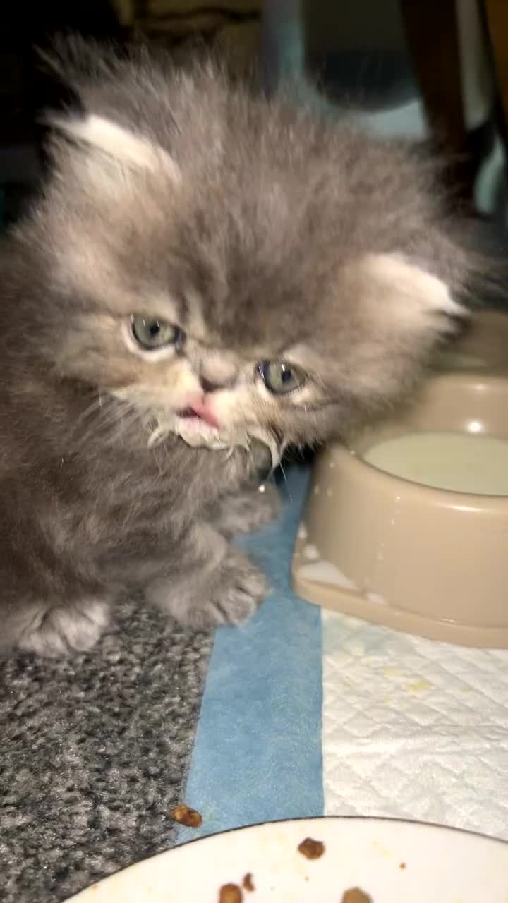 Persian cats for sale: Blue Persian  in Chesterfield - Video 1