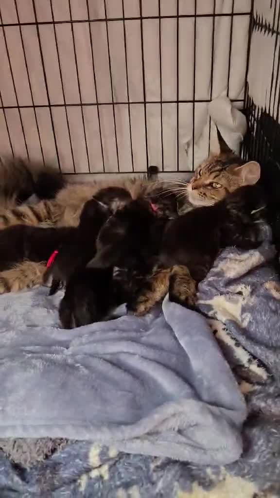 Maine Coon cats for sale: 6 TICA registered Maine Coon kittens. - Video 1