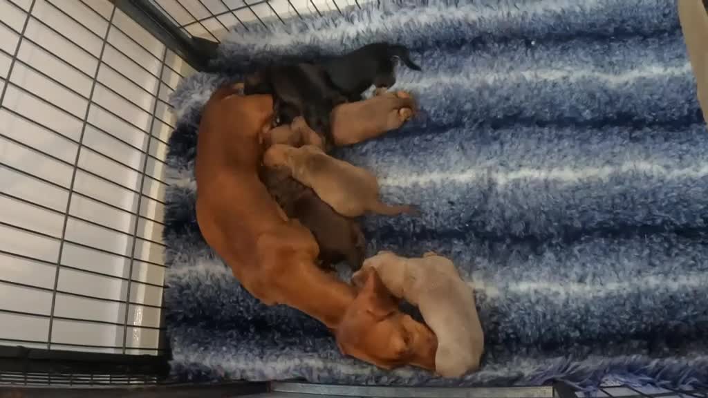 Miniature Dachshund dogs for sale: Beautiful miniature dachshund  in Swansea - Video 1