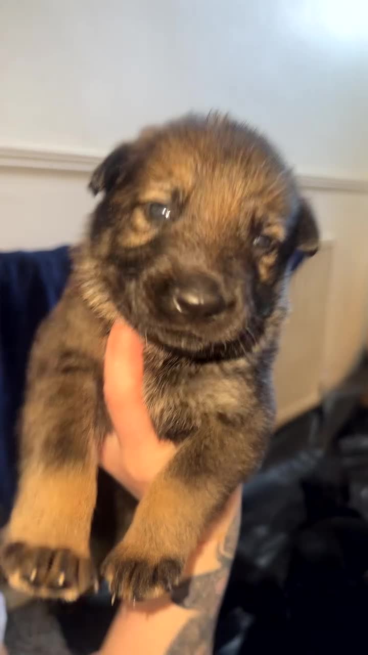 German Shepherd dogs for sale: 9 German shepherd puppies - Video 5