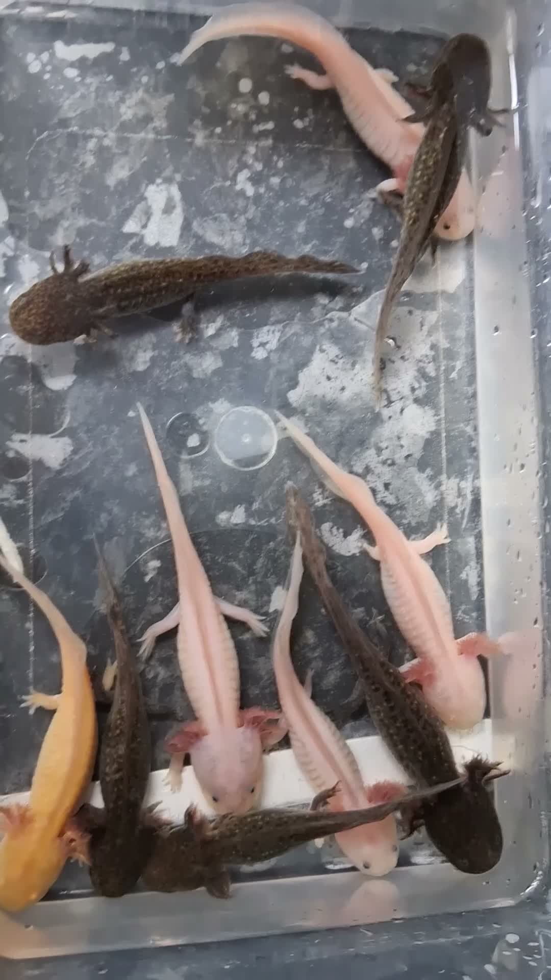 Axolotl reptiles for sale: Juvie Axolotls Asstd Colours - Pls read for prices - Video 4