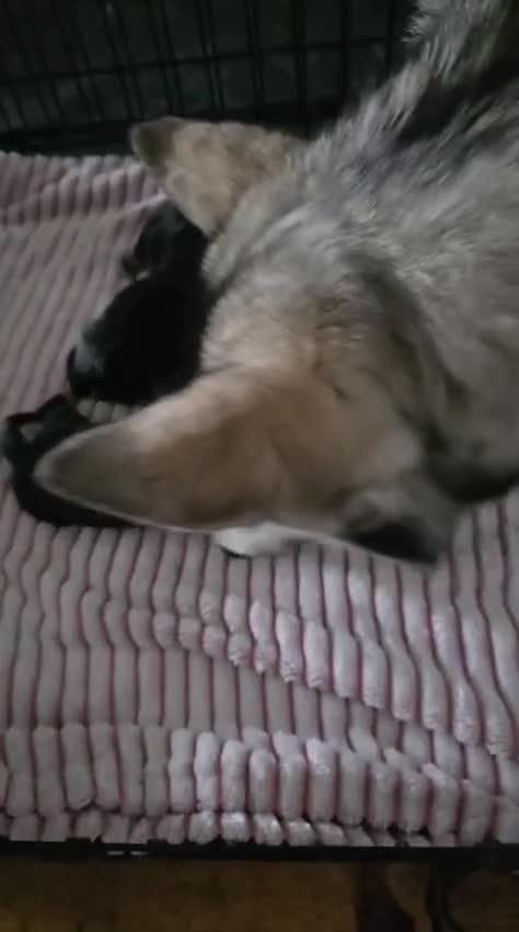 Mixed Breed dogs for sale: Bernese X Huskydor Pups - Video 2