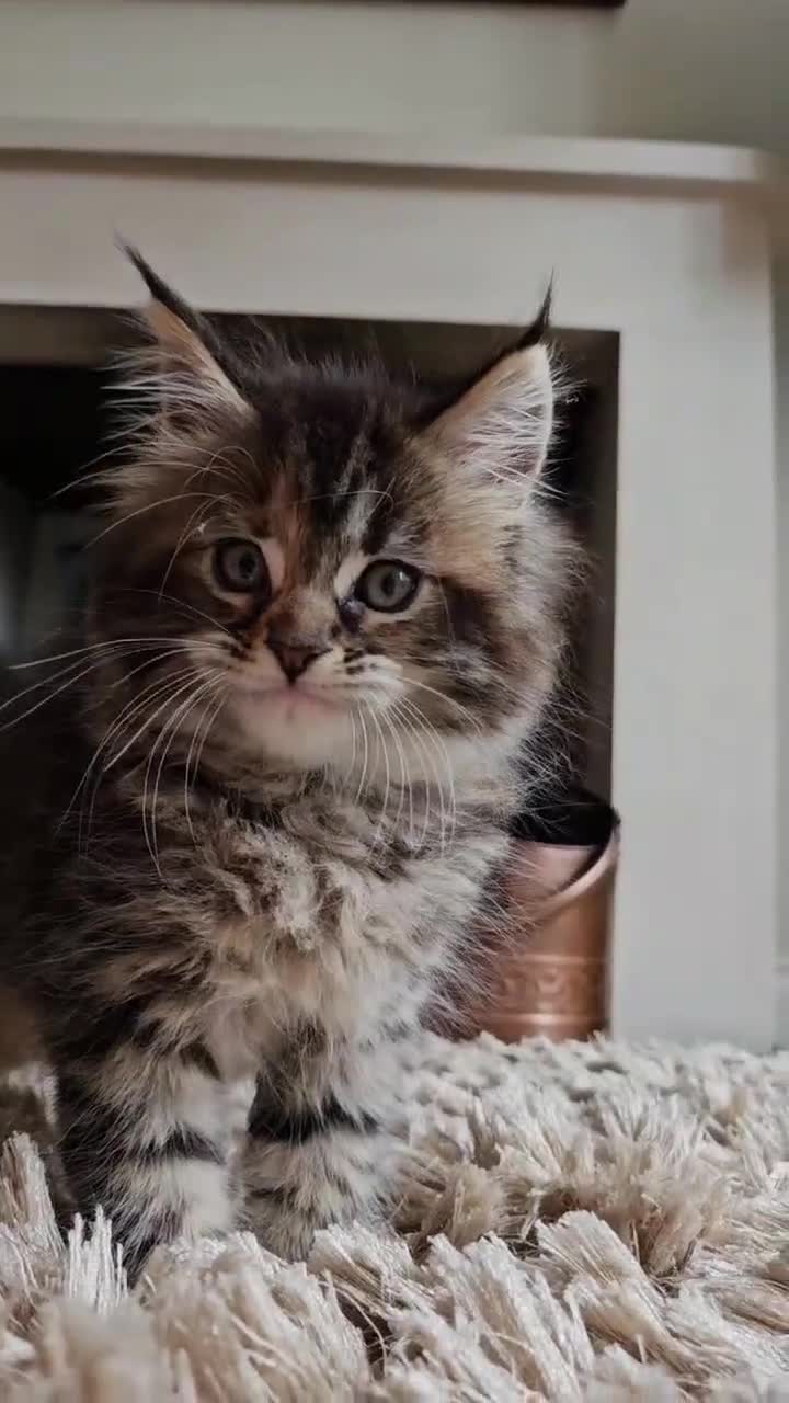 Maine Coon cats for sale: XXL Champion Line Maine Coons – Rare, Very Fluffy! - Video 4