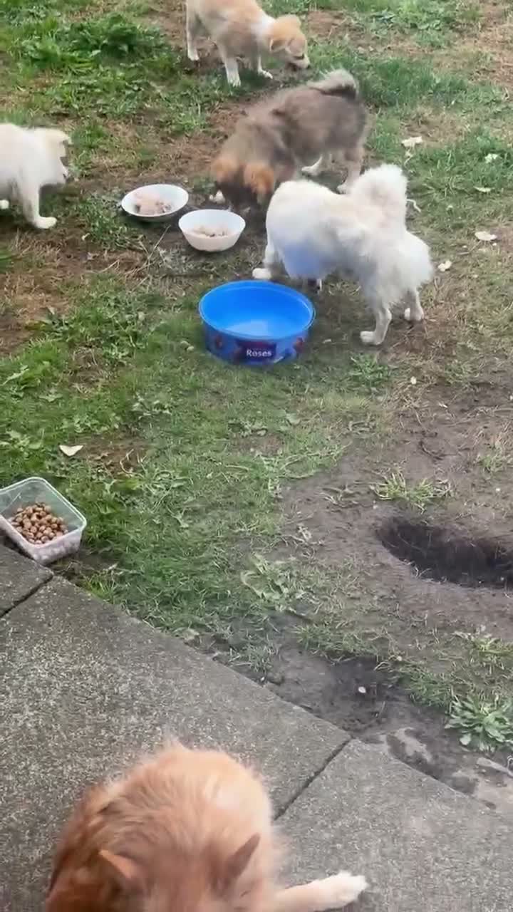 Mixed Breed dogs for sale: two puppies in Preston - Video 2