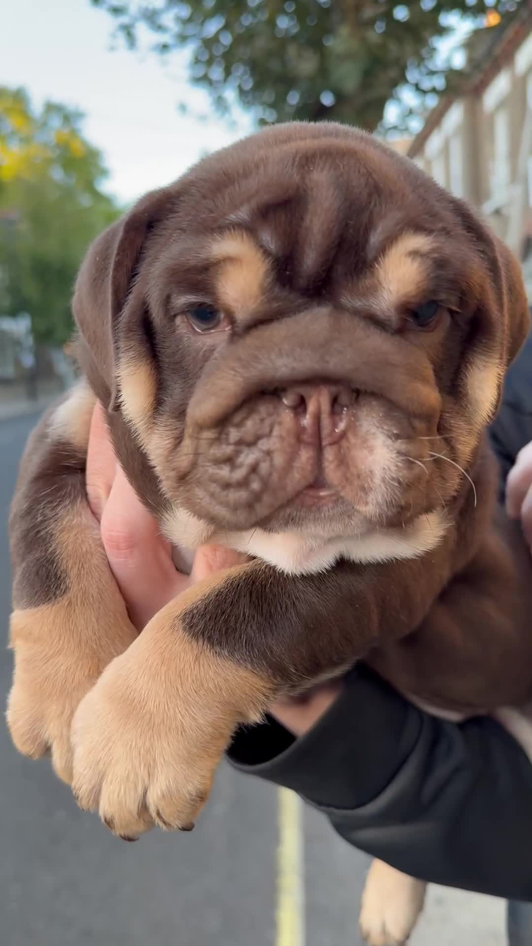 English Bulldog dogs for sale: Top quality English bulldog KC REG - Video 1