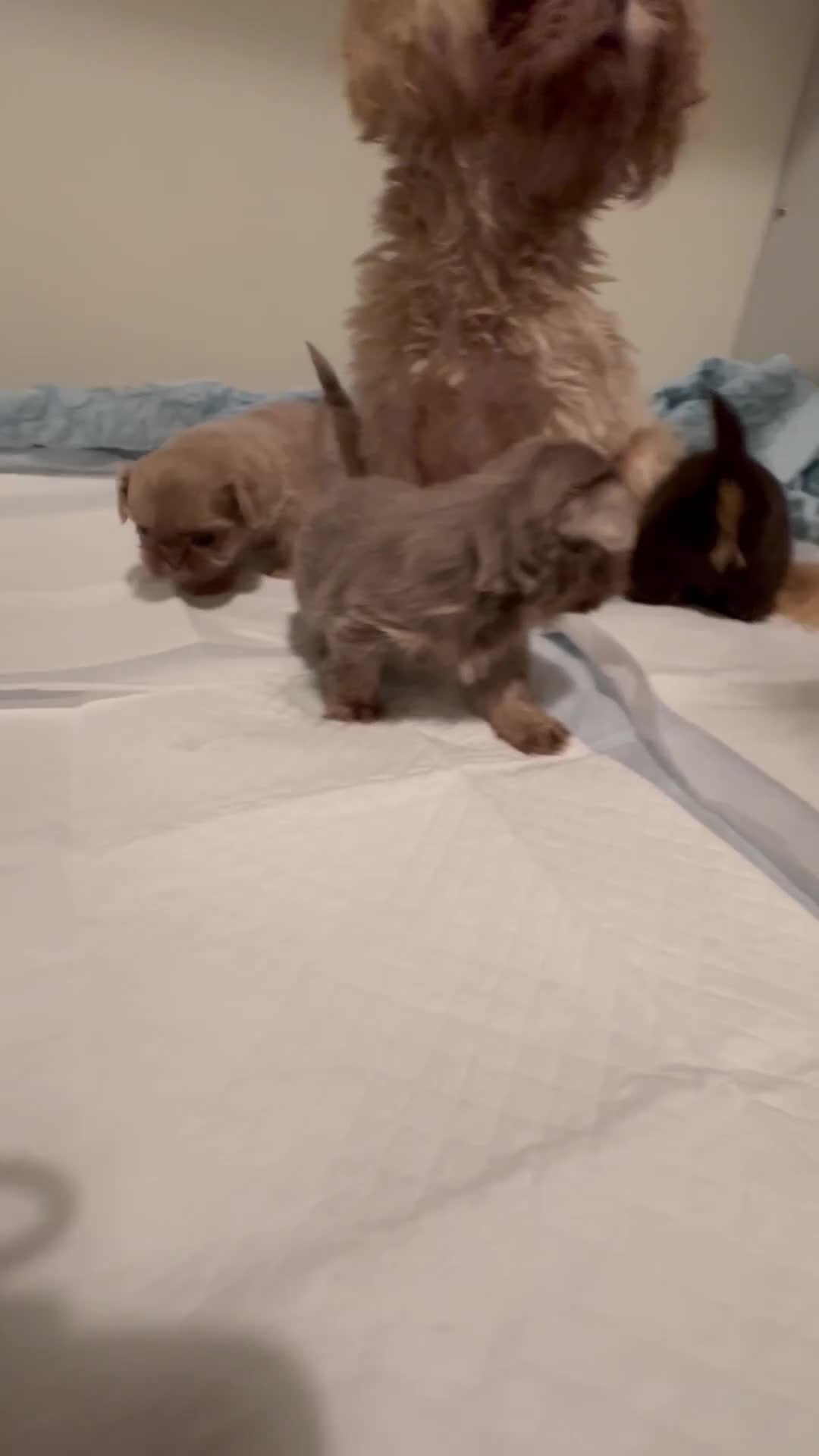 Shih Tzu dogs for sale: Beautiful imperial Shihzu puppies mix of colours  - Video 1